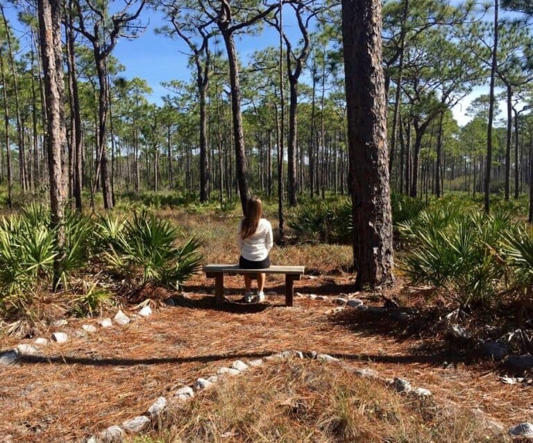 A bench is sitting in the middle of a forest