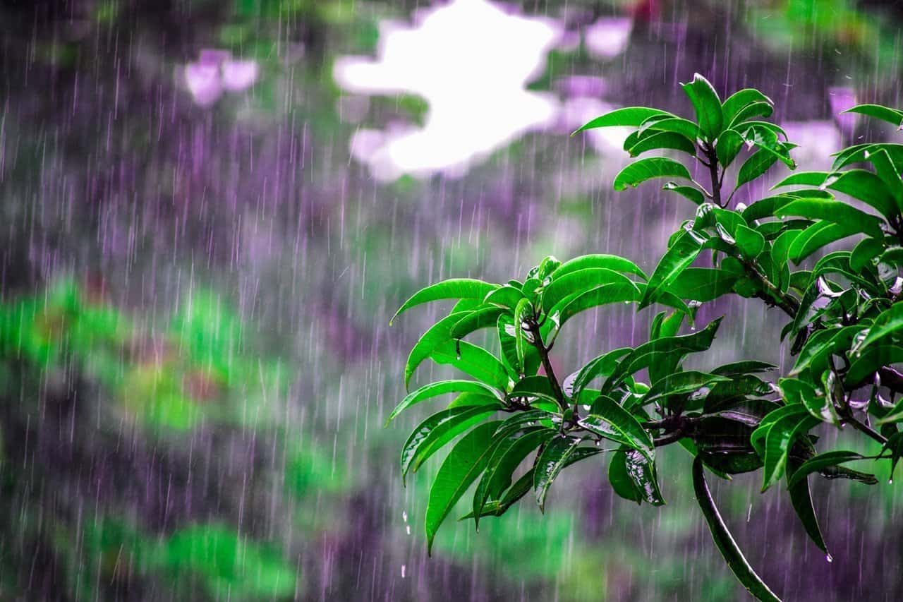 A close up of a green plant