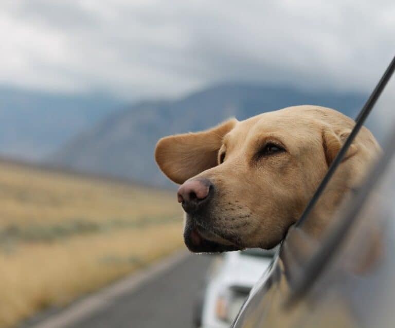 A dog sticking his head out of a car