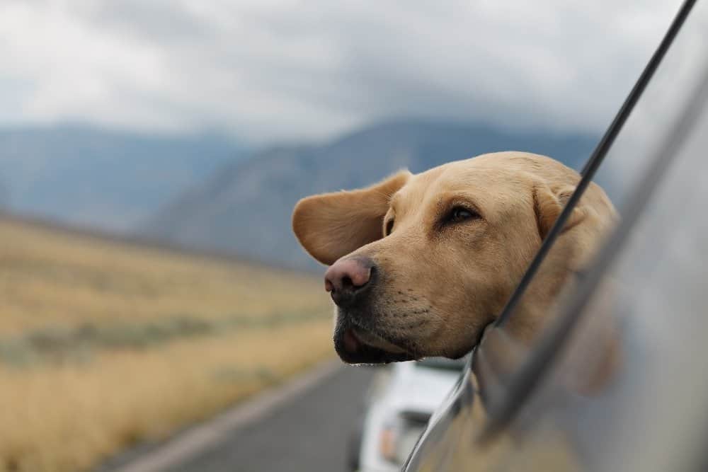 A dog sticking his head out of a car