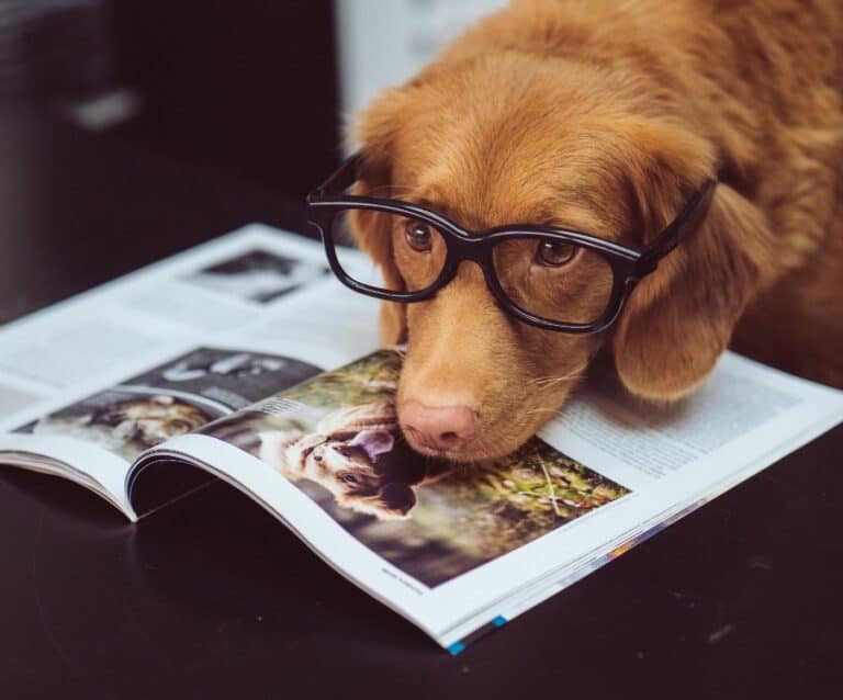 A dog sitting on a table