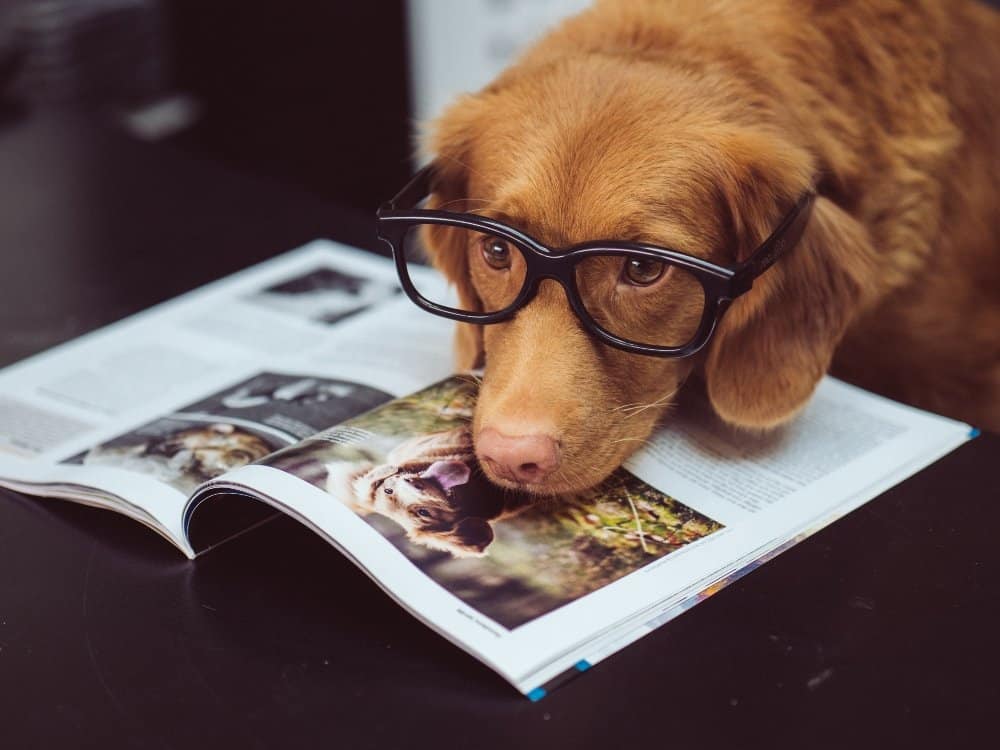 A dog sitting on a table