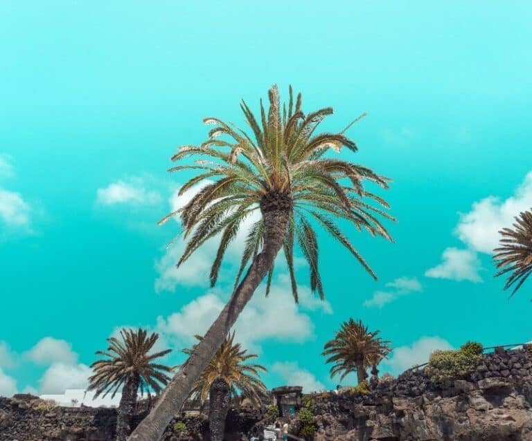 A beach with a palm tree