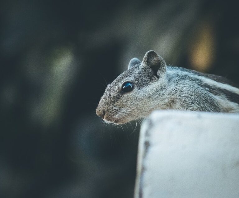 A squirrel holding an animal