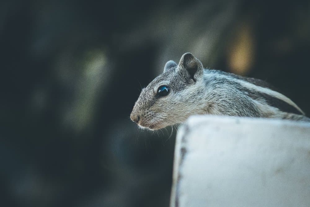 A squirrel holding an animal