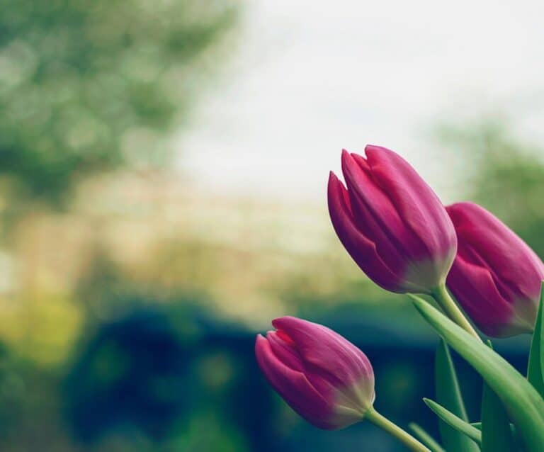 A close up of a flower