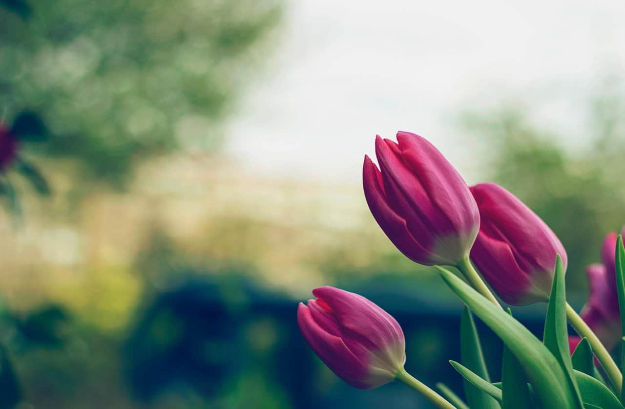 A close up of a flower