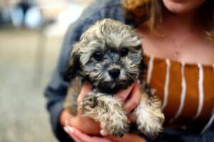 A person holding a dog