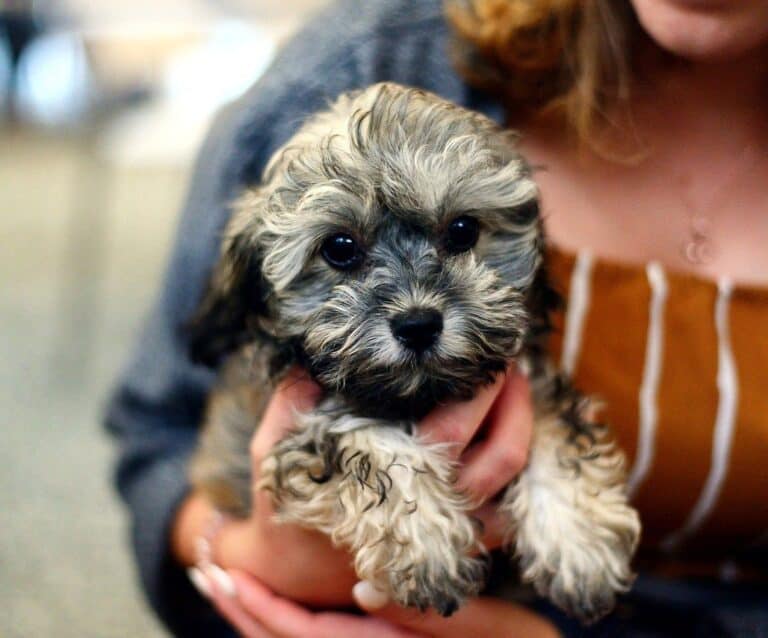 A person holding a dog