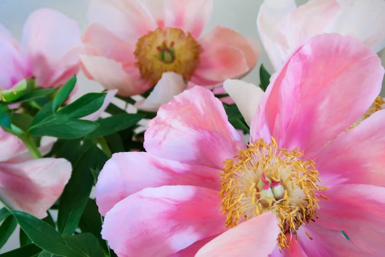 A close up of a flower