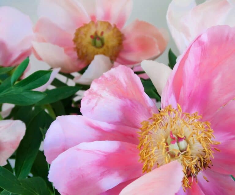 A close up of a flower