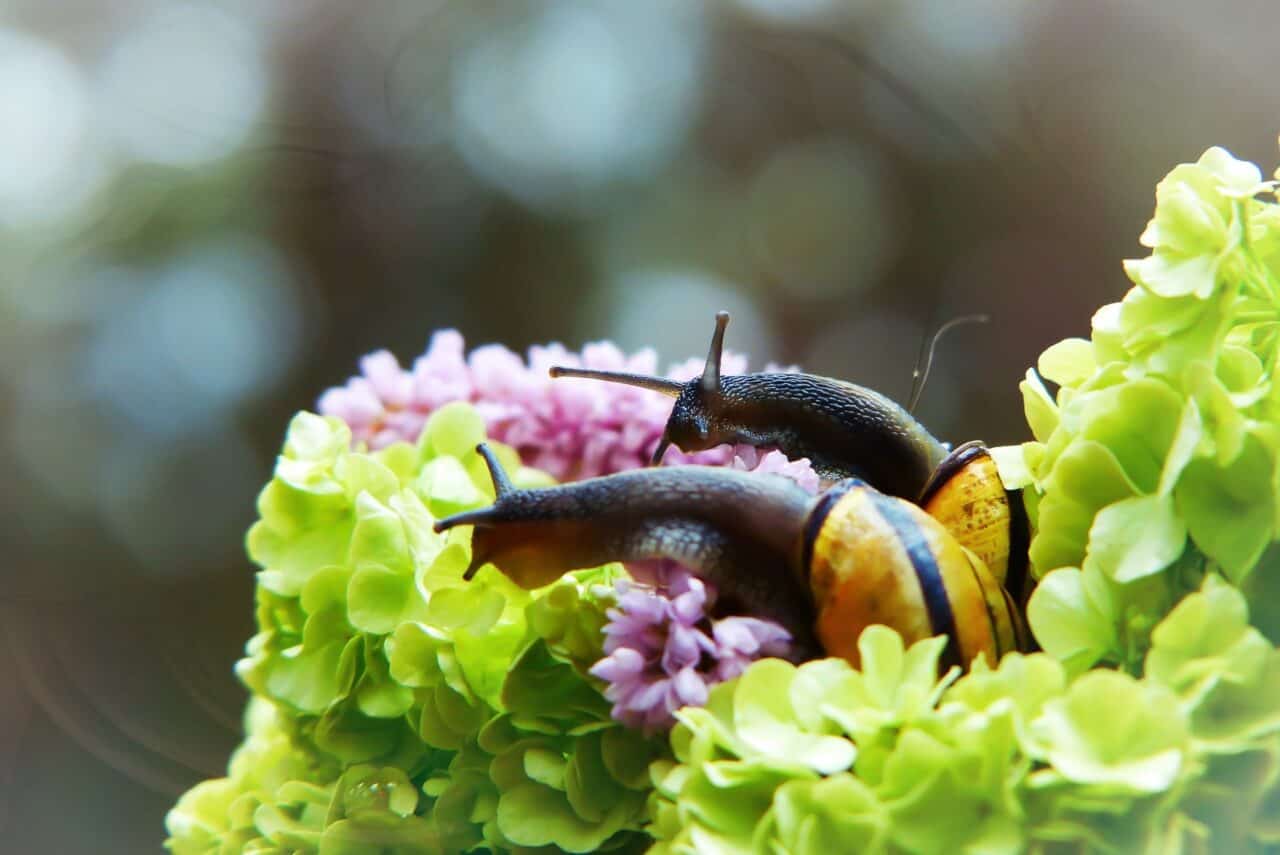 A close up of a flower