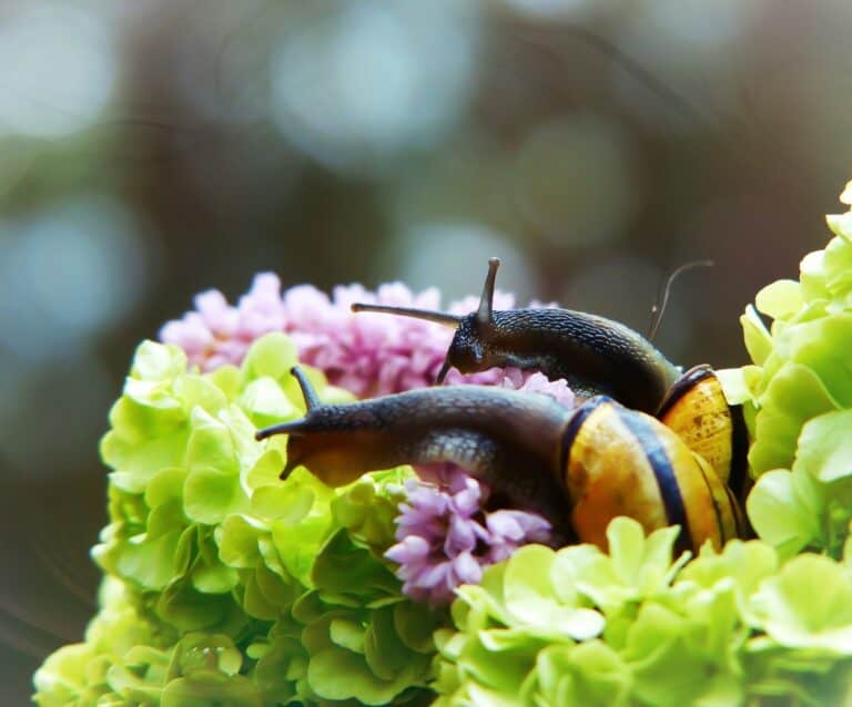 A close up of a flower