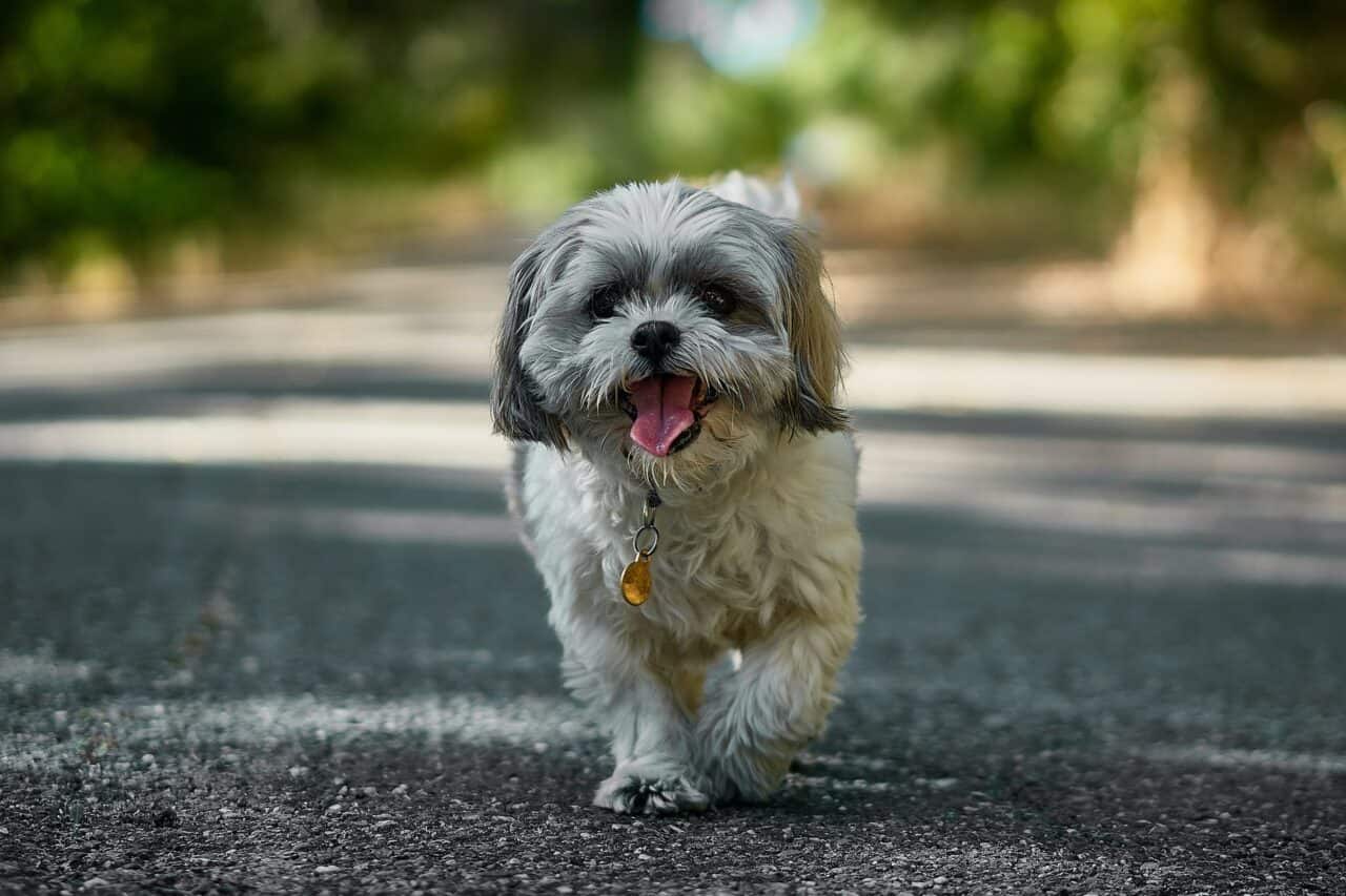 A small dog looking at the camera