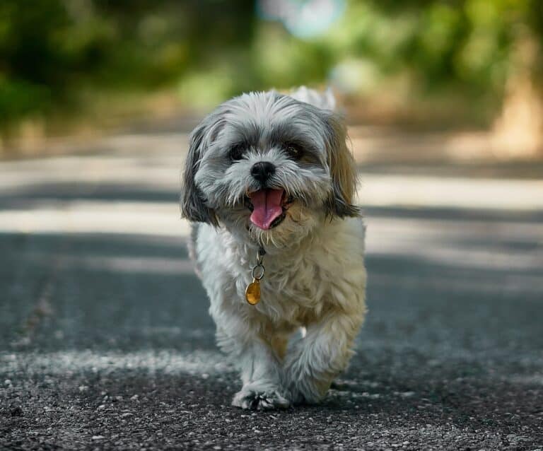 A small dog looking at the camera