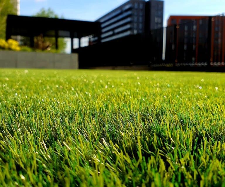 A close up of a green field