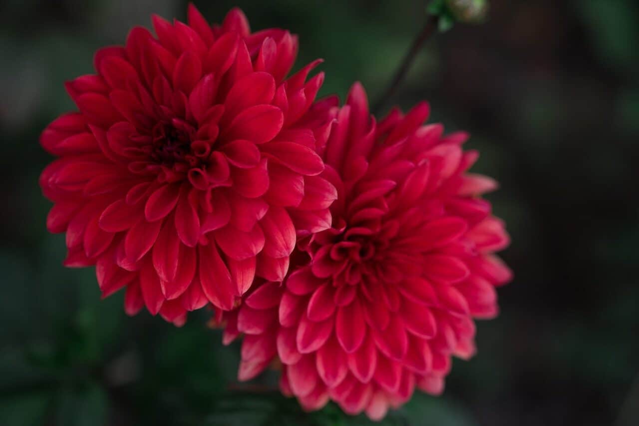 A close up of a flower