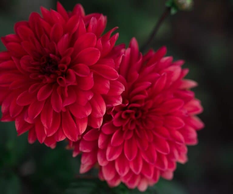 A close up of a flower