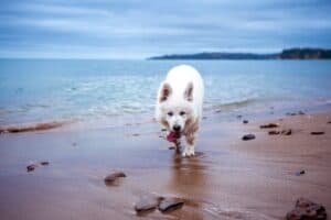 A dog standing on a beach near a body of water