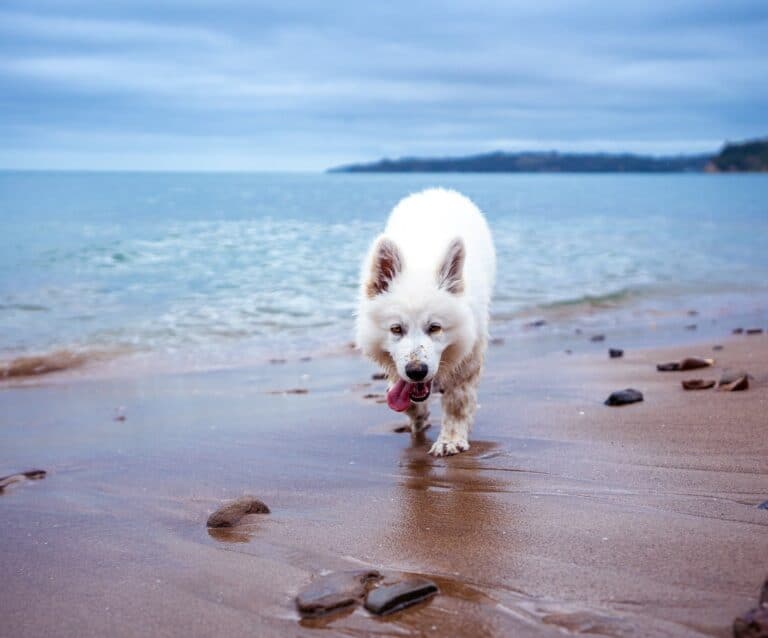 A dog standing on a beach near a body of water