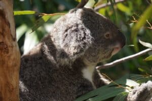 Nature Parks near Brisbane - Hamilton Island