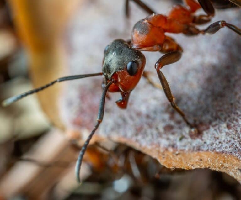 How to Keep Ants Out of Your Home