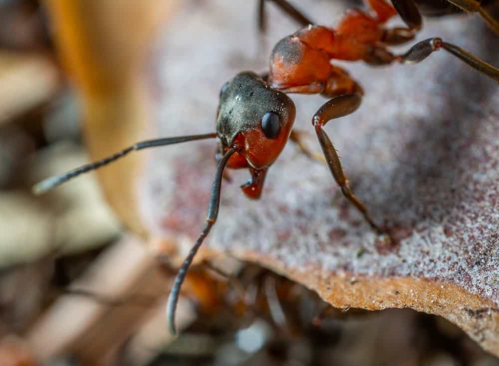 How to Keep Ants Out of Your Home