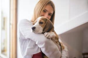 Best dogs for a young family - Beagle