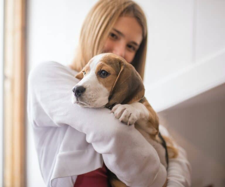 Best dogs for a young family - Beagle