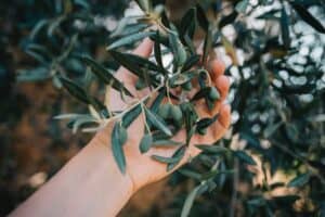 Olive Tree All Over the Place? 5 Most Common Reasons For a Sad Olive Tree