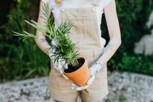 person in brown jumper holding a potted plant