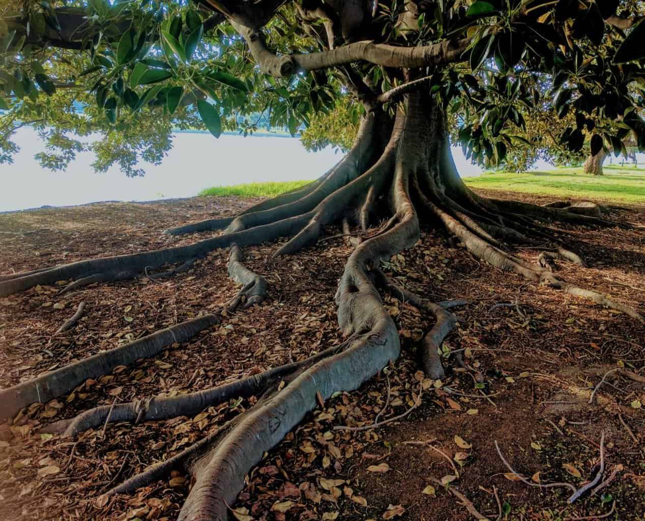 The Right Habits for Planting Trees in Your Garden - grey trunk green leaf tree beside body of water