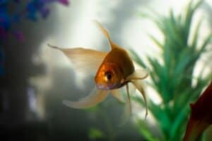 Why Aquarium Is An Excellent Choice For Your Home