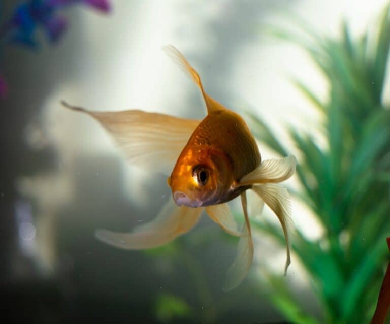 Why Aquarium Is An Excellent Choice For Your Home