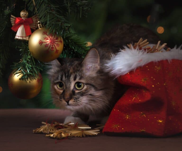adorable animal cat celebration