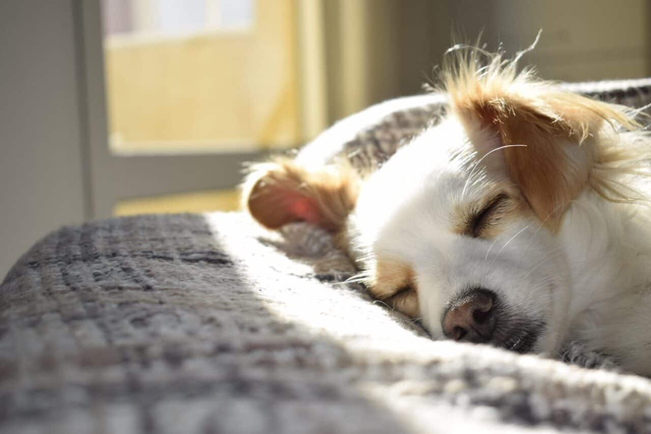 How to Look After Your Dog Correctly in 2023 - closeup photography of adult short coated tan and white dog sleeping on gray textile at daytime