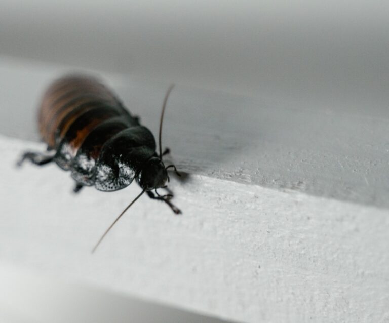 5 Tips to responding with effective Pest Control