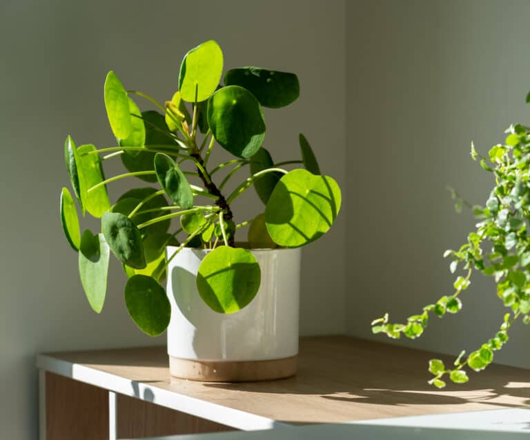 Pilea peperomioides houseplant in ceramic flower pot at home. Chinese money plant. Indoor gardening.