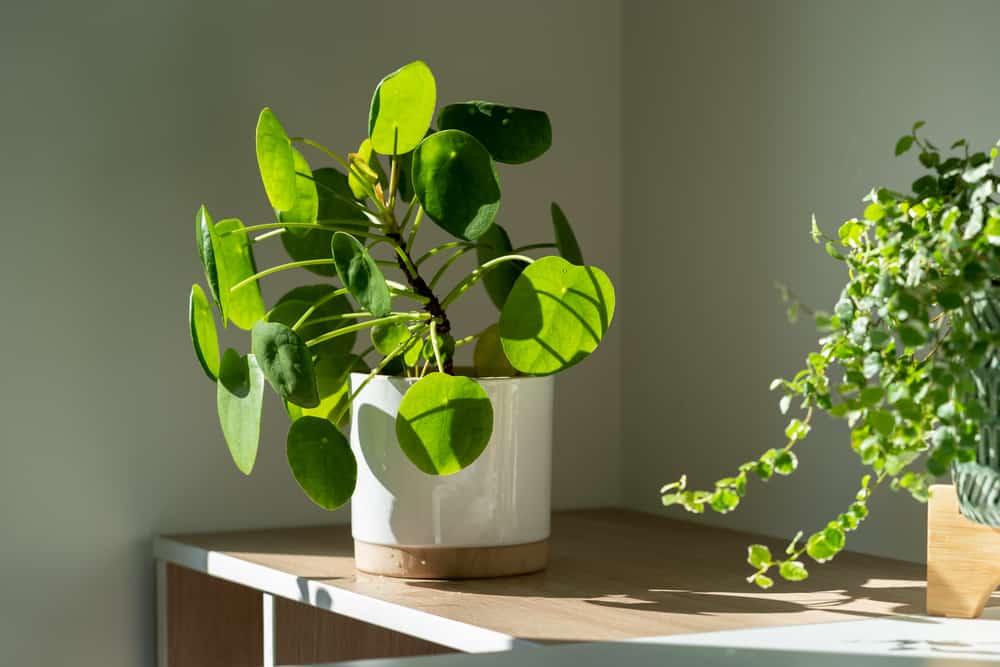 Pilea peperomioides houseplant in ceramic flower pot at home. Chinese money plant. Indoor gardening.