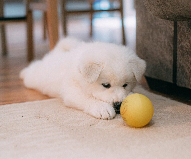 a puppy staring at a ball