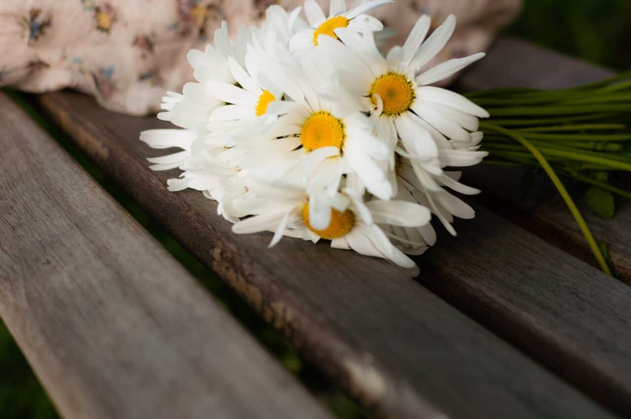 white daisy on brown wood