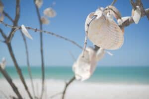 white decorative shells