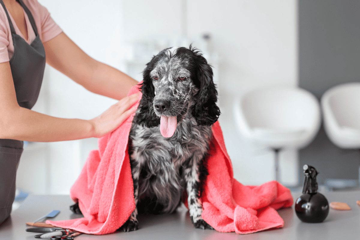 Unleash Your Entrepreneurial Spirit with a Dog Wash Franchise in Australia