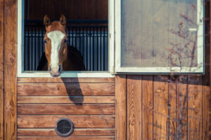 Equine Therapy: What Is It and How Does It Work?