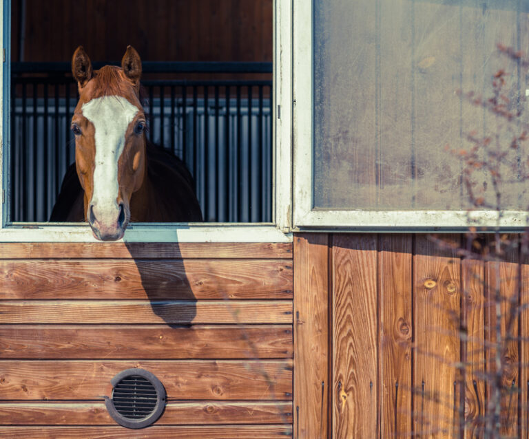 Equine Therapy: What Is It and How Does It Work?