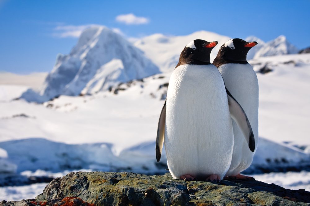 What activities can you do in Antarctica