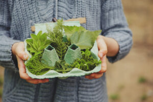 summer outdoor activity for kids - scavenger hunt, leaves sorting in egg box, nature exploration