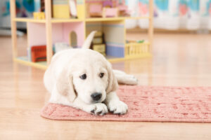 Puppy Parenting 101: How to Prepare Your Home