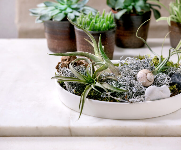 How to Keep Indoor Plants Warm in Winter - Essential Tips for a Thriving Winter Garden