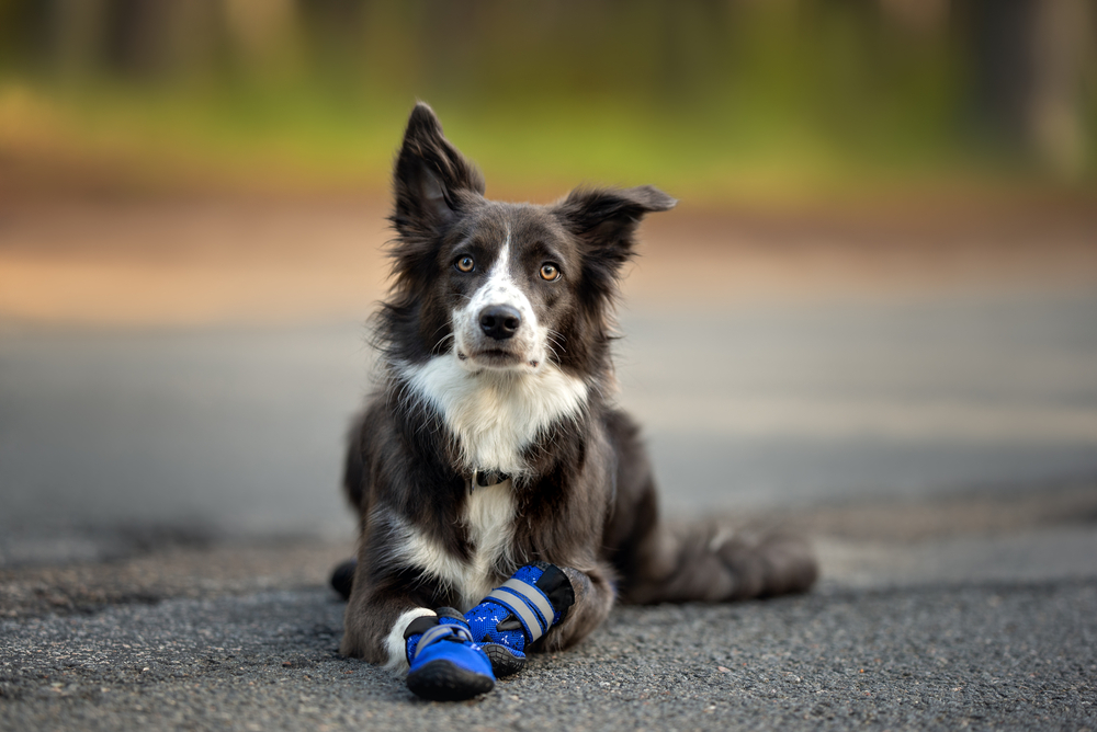 Choosing the Right Dog Boots for Every Occasion